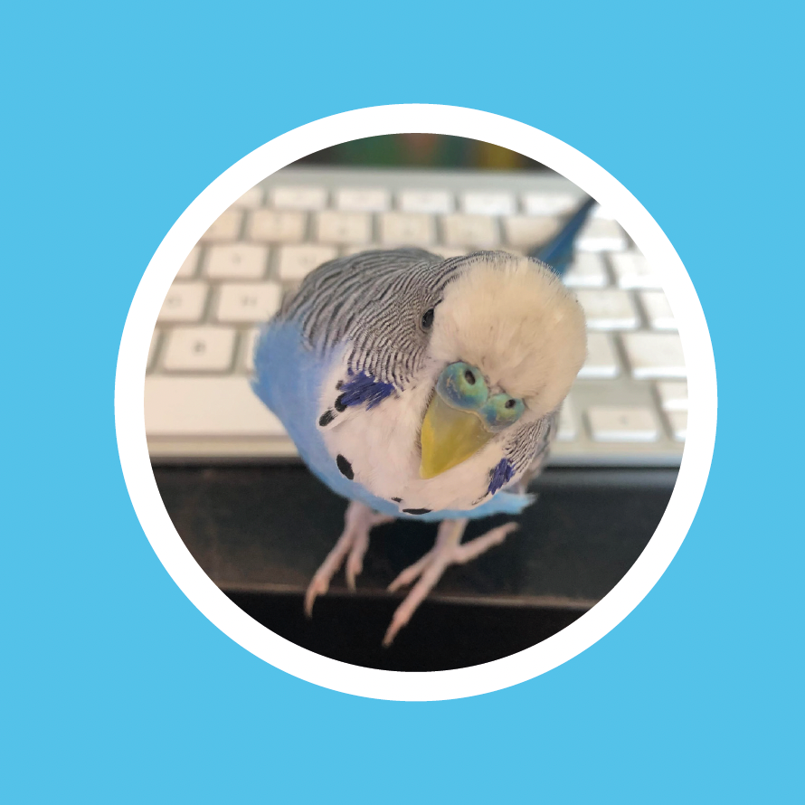 Peck: Budgie Mobile Game