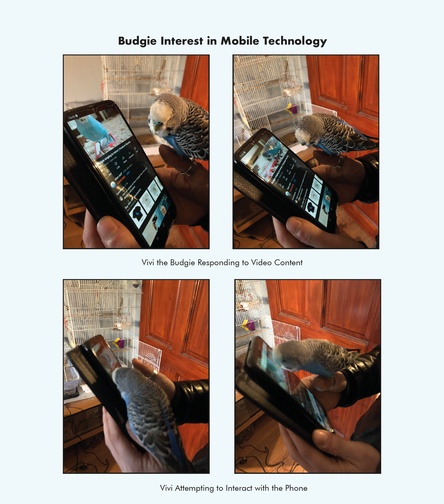 Peck: Budgie Mobile Game project image
